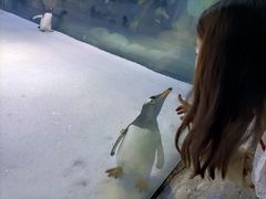 -芜湖新华联大白鲸海洋公园