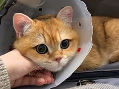 -伟伟宠物医院·瑞派猫友好医院·猫科(光谷店)