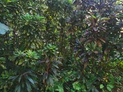 -海南热带野生动植物园