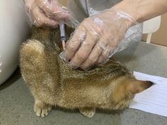 -安安宠医·臻爱宠物医院外科专科医院(双成三路分院)