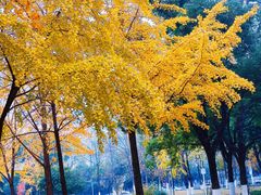 -西北湖绿化广场