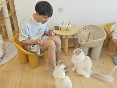 -有喵·猫咖·狗咖·30几只猫10只小狗(岗厦店)