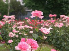 -莲花池公园