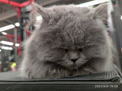 -Vamos巴猫司健身中心(五角场店)
