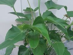 -香山湖渔家大院