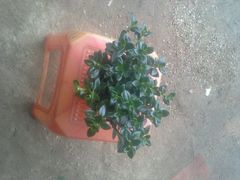 -Mr.Five伍氏面包生日蛋糕(新门店)