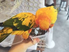 -吉丁鸟咖·异宠·寄养