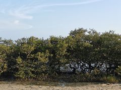 -北海金海湾红树林生态旅游区