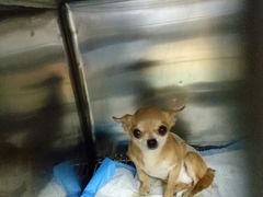 -康乐宝动物医院