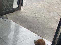 -半岛宠物医院24小时·内窥镜·牙科·碎石中心(府城大道店)
