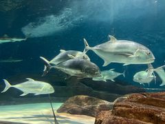 -上海海洋水族馆