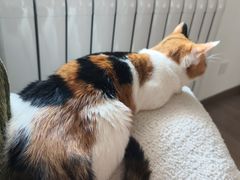 -瑞鹏宠物医院·爱宠堂·骨外专科(西荷分院)