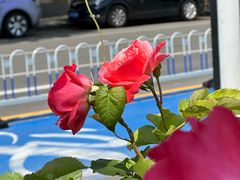 -巴黎贝甜(国贸店)
