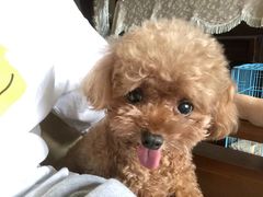 -PETKIT 小佩宠物·低压洗护·美容·寄养(安远店)