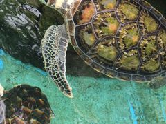 -海合安成都极地海洋公园