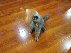 -猫小院猫主题咖啡厅(北锣店)