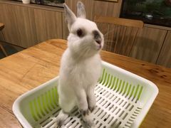 -藦茜花园宠物主题亲子互动体验馆(国顺东路店)