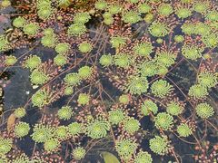 -云溪植物园