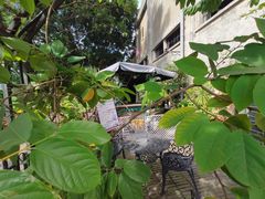 -more than meow吴止猫主题餐厅(承德 中船汇店)