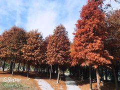 -上海都市菜园
