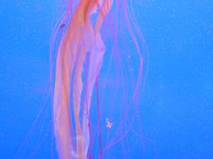 -上海海洋水族馆