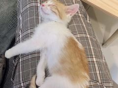 -平行世界·猫咖(首经贸店)