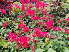 -荔枝公园(福田区)