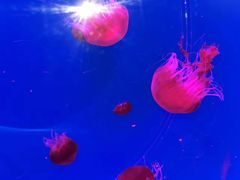 -沈阳海洋探索中心