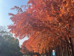 -上海海湾国家森林公园