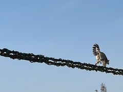 -上海野生动物园