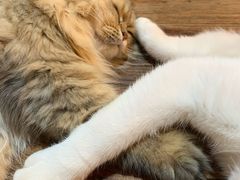 -松果猫咖(桐乡吾悦金街店)
