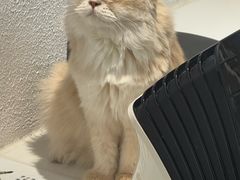 -琪喵猫屋·撸猫猫咖·猫舍