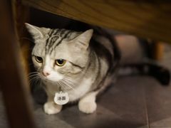 -咖法森林·咖啡  酒吧(天河店)