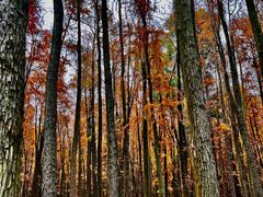 -上海共青森林公园