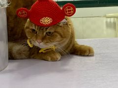 -喵的天空名猫咖啡馆·撸猫·猫舍·用品