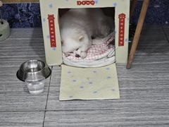 -瑞派名望志远动物医院·猫科·內科·异宠专科(直港大道店)