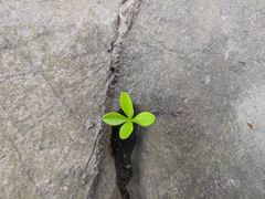 -秋霞圃