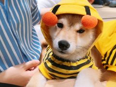 -逗柴咖啡屋·狗咖猫咖宠物桌游