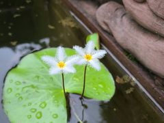 -古大圣慈寺