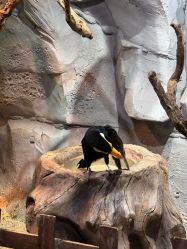 -Zoolung Zoolung动物主题公园(海信广场店)