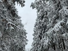 -武陵山森林公园
