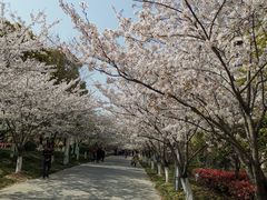 -高东镇樱花园