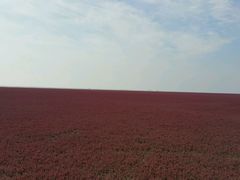 -红海滩国家风景廊道