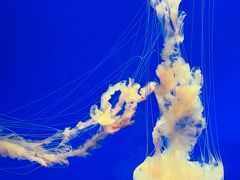 -上海海洋水族馆