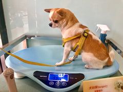 -小伙伴宠物医院•急重症转诊中心·老年专科·犬猫全科(北大街总院)