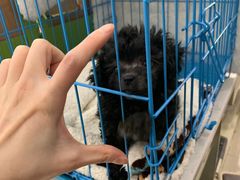 -汪小喵宠物·戴维斯乐芳希施宠馨宝皮毛调理洗护店