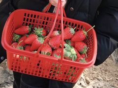-喜杨洋草莓采摘园