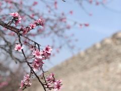 -原山国家森林公园