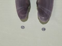 -青岛贝壳博物馆