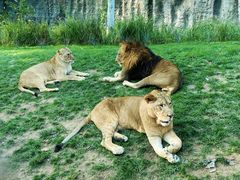 -北京野生动物园